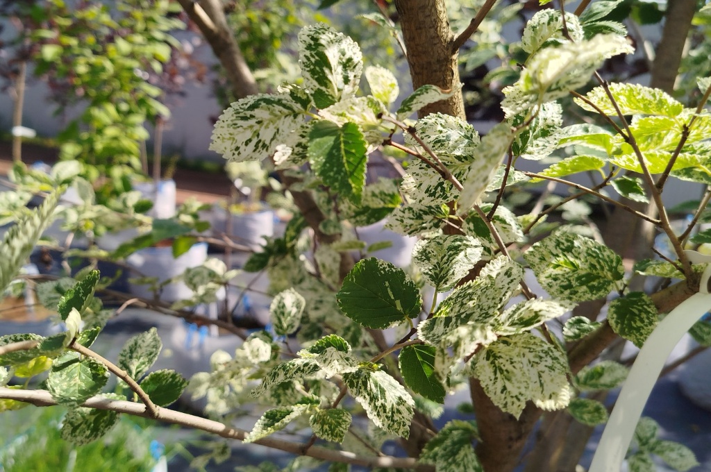 Вяз малый Аргентеовариегата.jpg