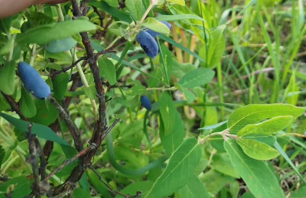 Жимолость Амфора 2 2025.jpg