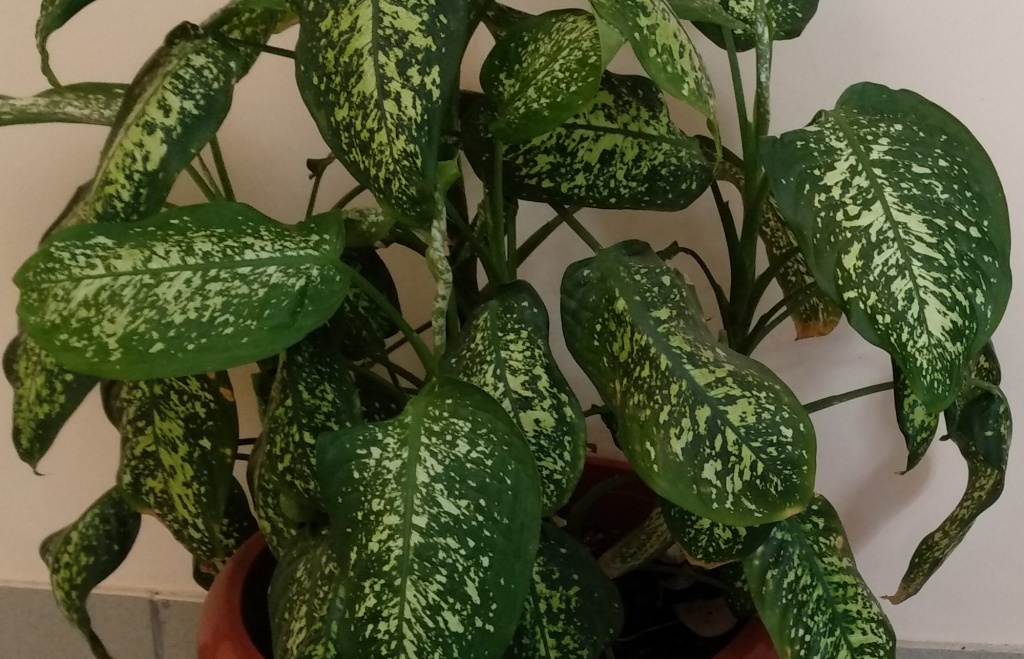 диффенбахия1.jpg диффенбахия1.jpg