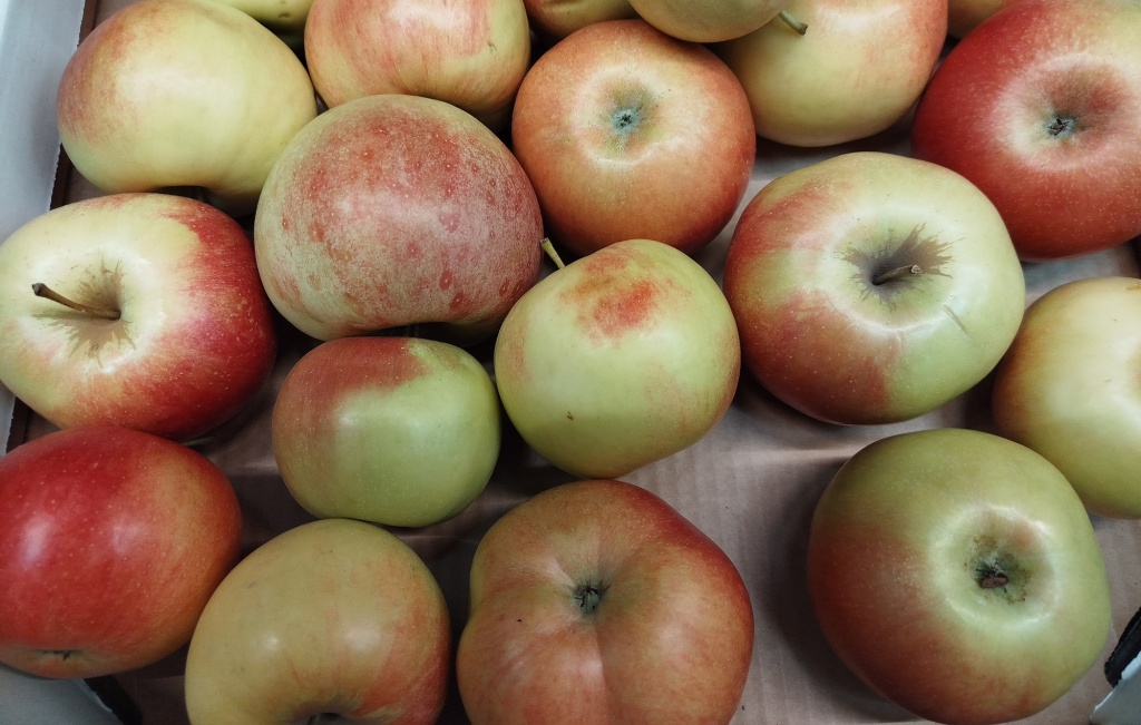 Яблоки Айдаред.jpg