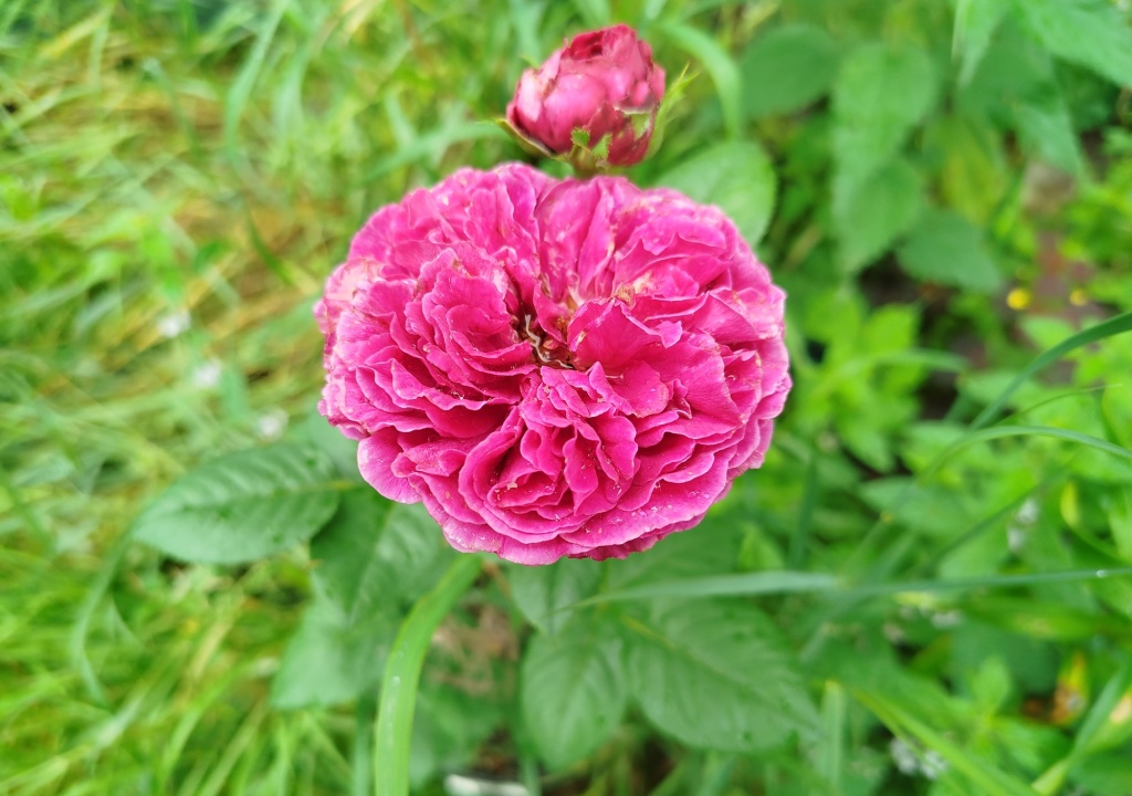 Роза английская (Остина) Фальстаф.jpg