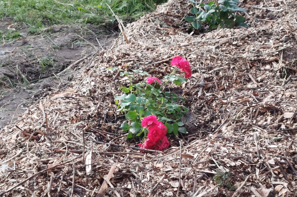 Пересадка розы.jpg