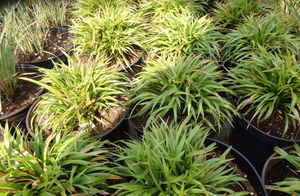 Ожика волосистая Igel.JPG