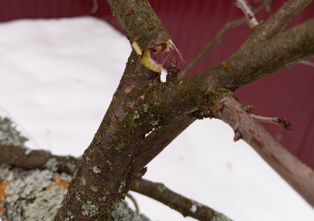 сломаная ветка 2.jpg