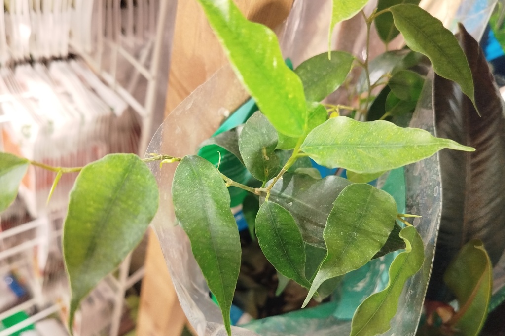 Фикус Бенджамина Грин Кинки.jpg