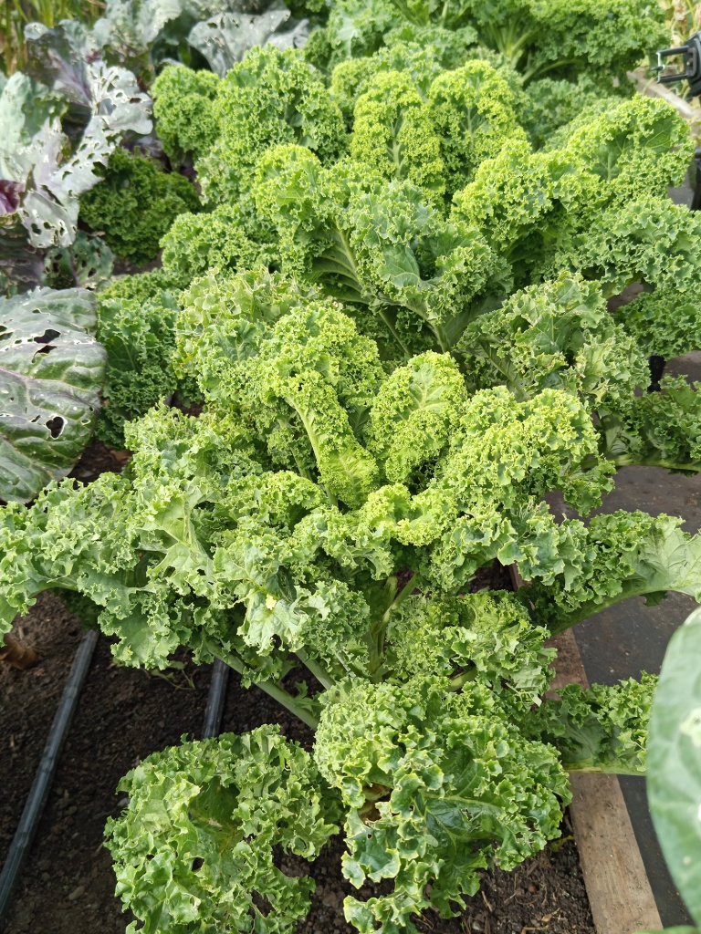 Высота растений не более полуметра.jpg Высота растений не более полуметра.jpg