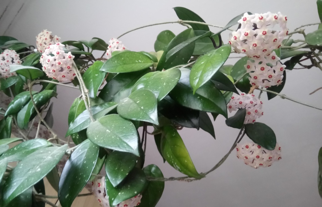 Хойя цветет.JPG