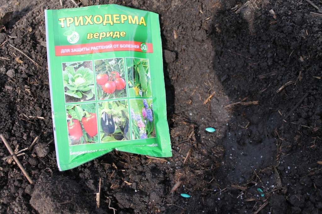 Вносим триходерму при посадке.JPG