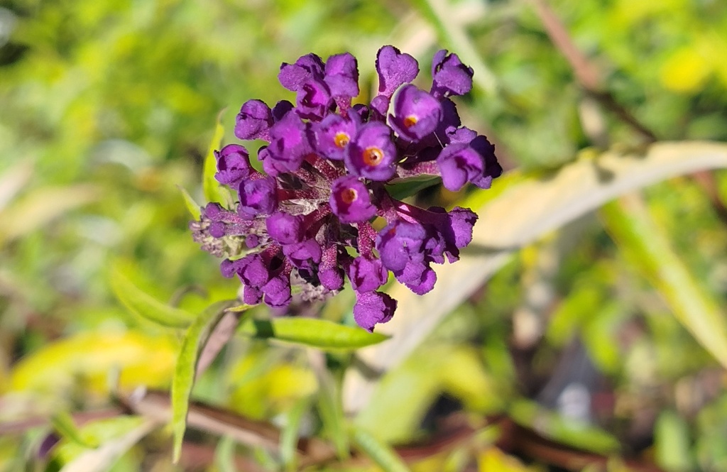 Буддлея Давида Блэк Найт.jpg