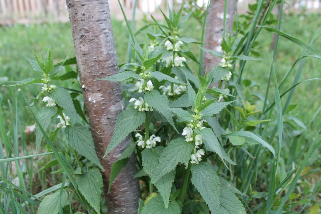 яснотка белая (глухая крапива) 1ллл.JPG