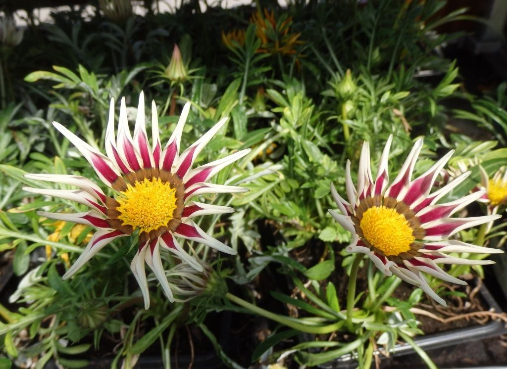 gazania.JPG