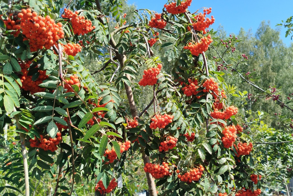 Рябина обыкновенная Пендула.jpg