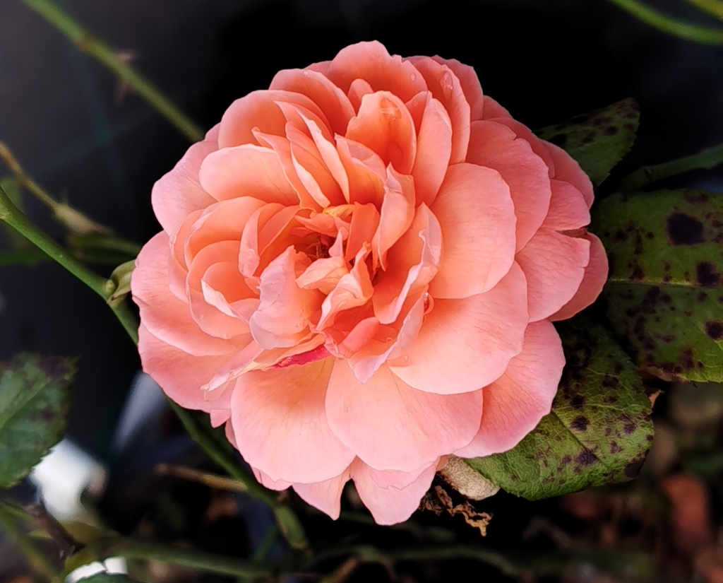 Роза Остина Саммер Сонг (Summer Song).jpg