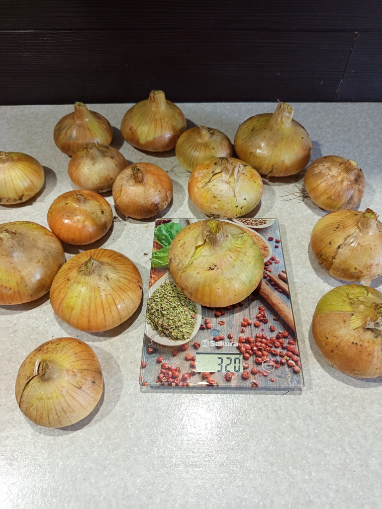 Лук Дедуля способен на большее, 300 г не предел.jpg Лук Дедуля способен на большее, 300 г не предел.jpg