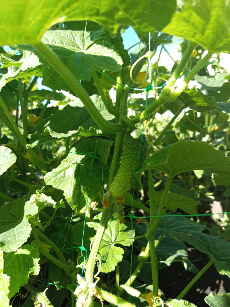 У нашей Родни крепкое здоровье и отличная стрессоустойчивость.jpg У нашей Родни крепкое здоровье и отличная стрессоустойчивость.jpg