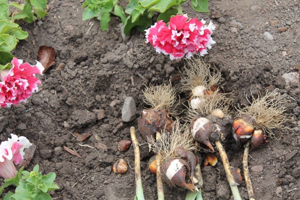 Когда выкапывать нарциссы после цветения? Как выкопать луковицы для пересадки в открытом грунте? Как хранить их до посадки осенью?