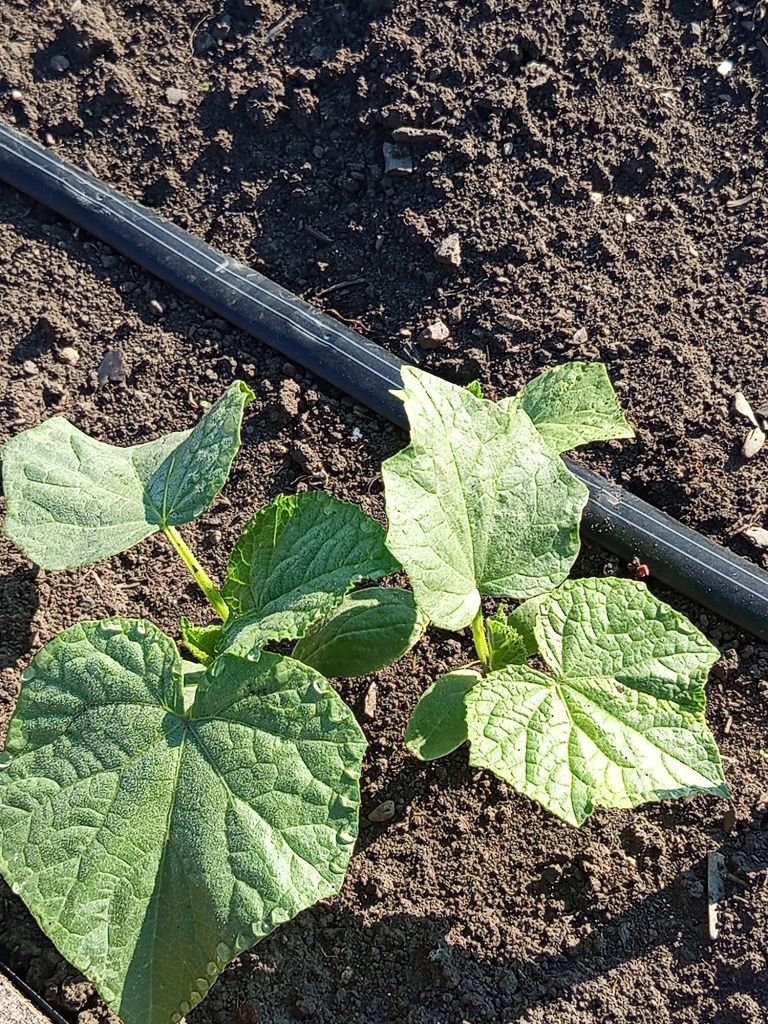 При посеве в теплую землю всхожесть 100%.jpg При посеве в теплую землю всхожесть 100%.jpg