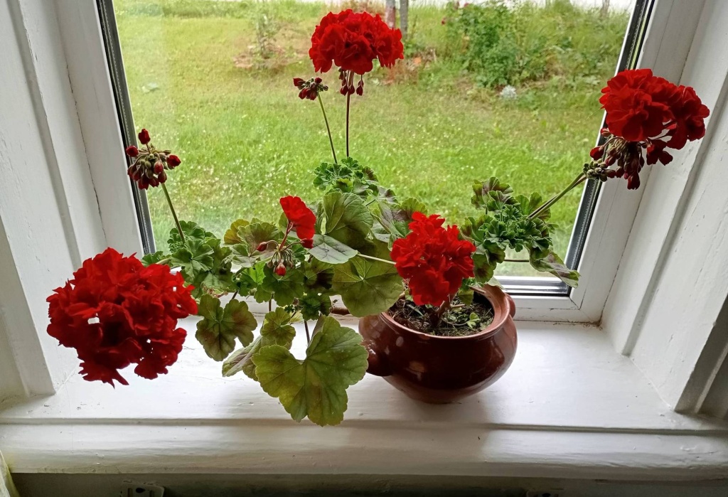 Пеларгония 26.jpg Пеларгония 26.jpg