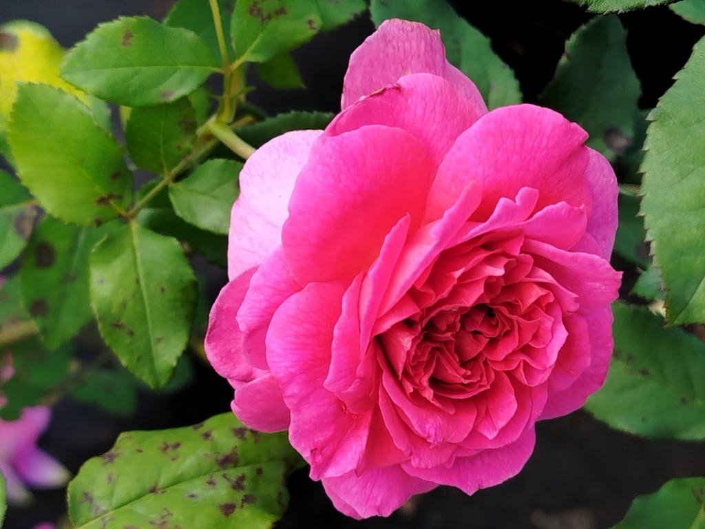 Роза Остина Габриэль Оук.jpg