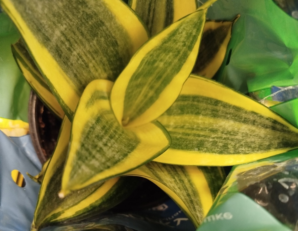 Сансевиерия Голден Ханни.jpg