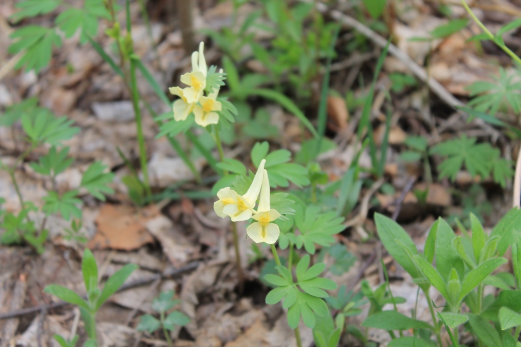 Хохлатка крупноприцветниковая ццц (1).JPG