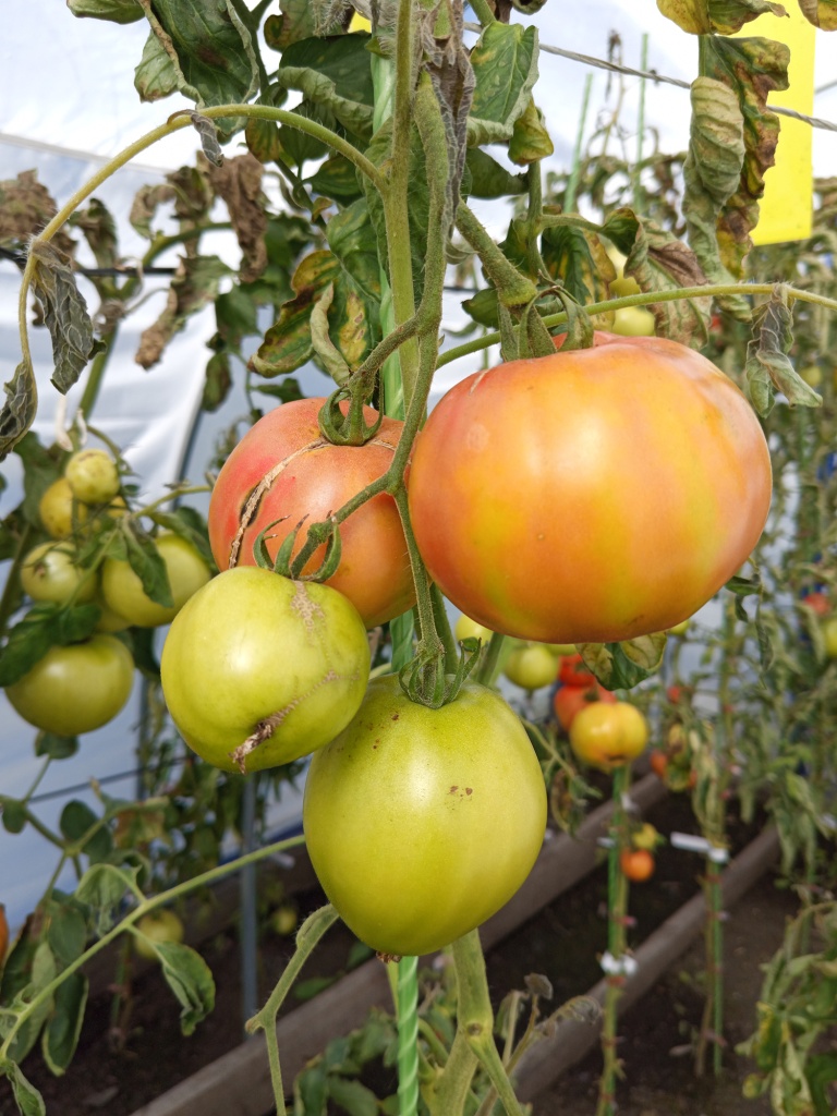 Сезон закрывается, растения уже поражены болезнями, но помидоры все созревают.jpg