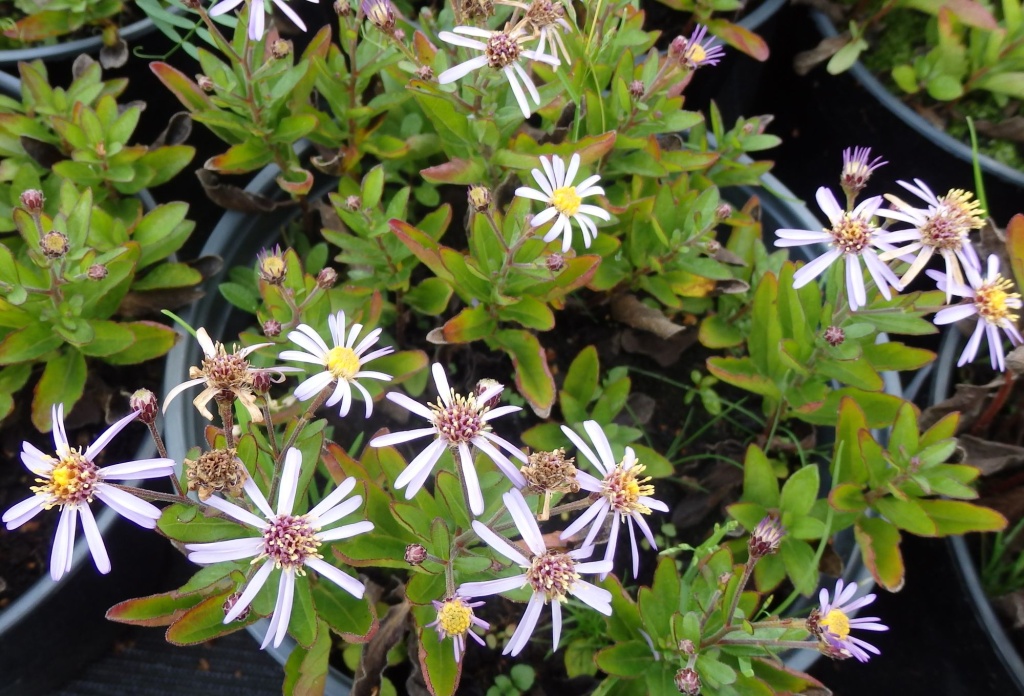 Астра Агератовидная Tiny Theo.JPG