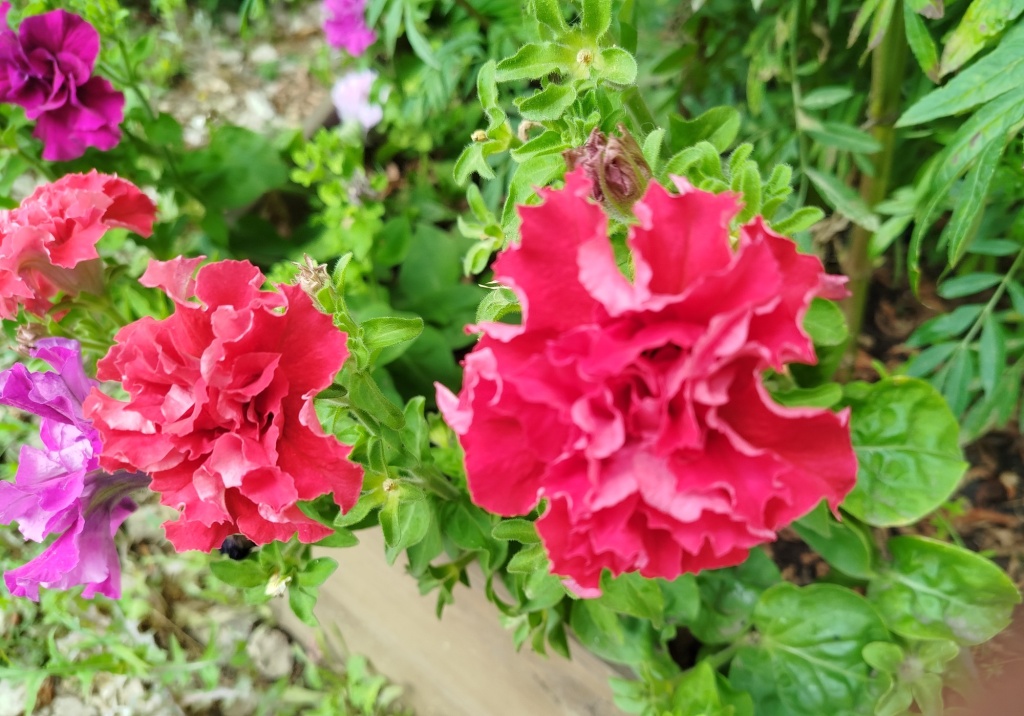 Петуния.jpg Петуния.jpg