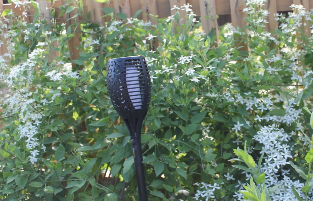 клематис жгучий_ддд (1).JPG