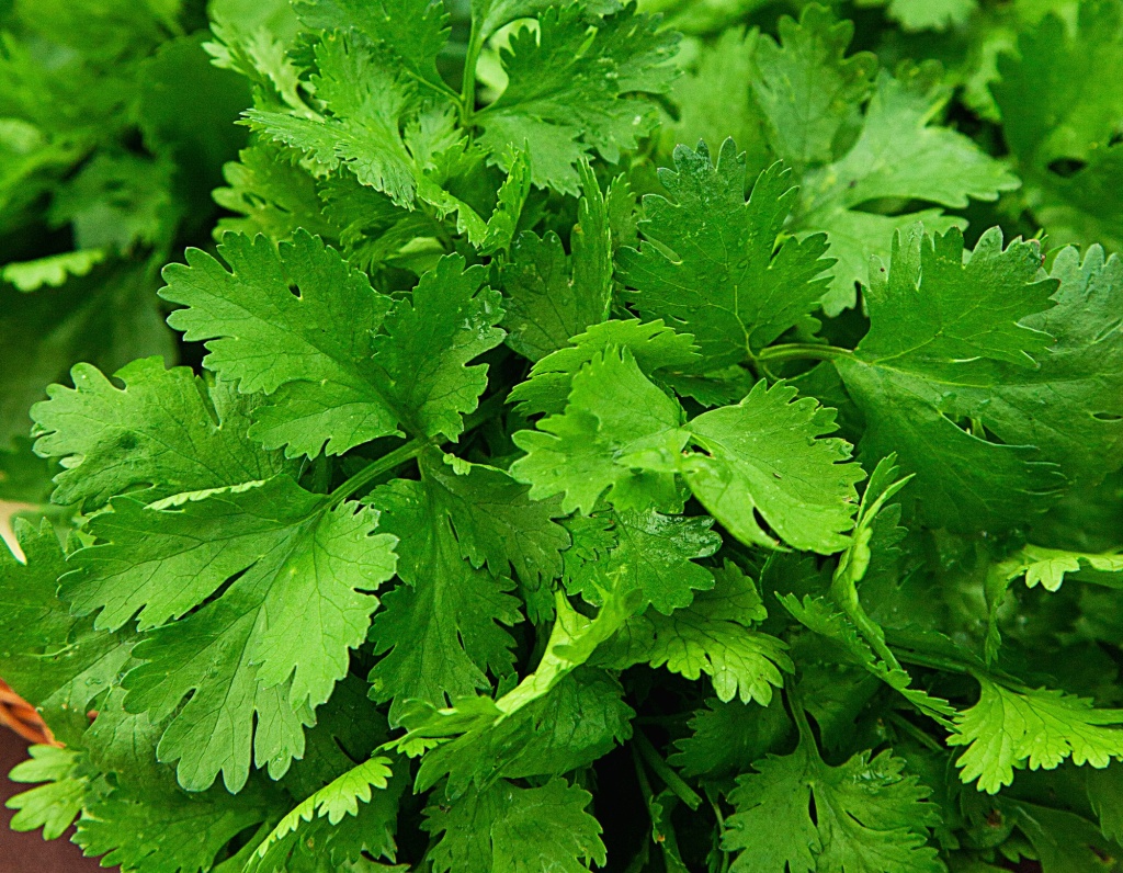 photo_20150618_ovoshi_koriandr_borodinski.jpg photo_20150618_ovoshi_koriandr_borodinski.jpg