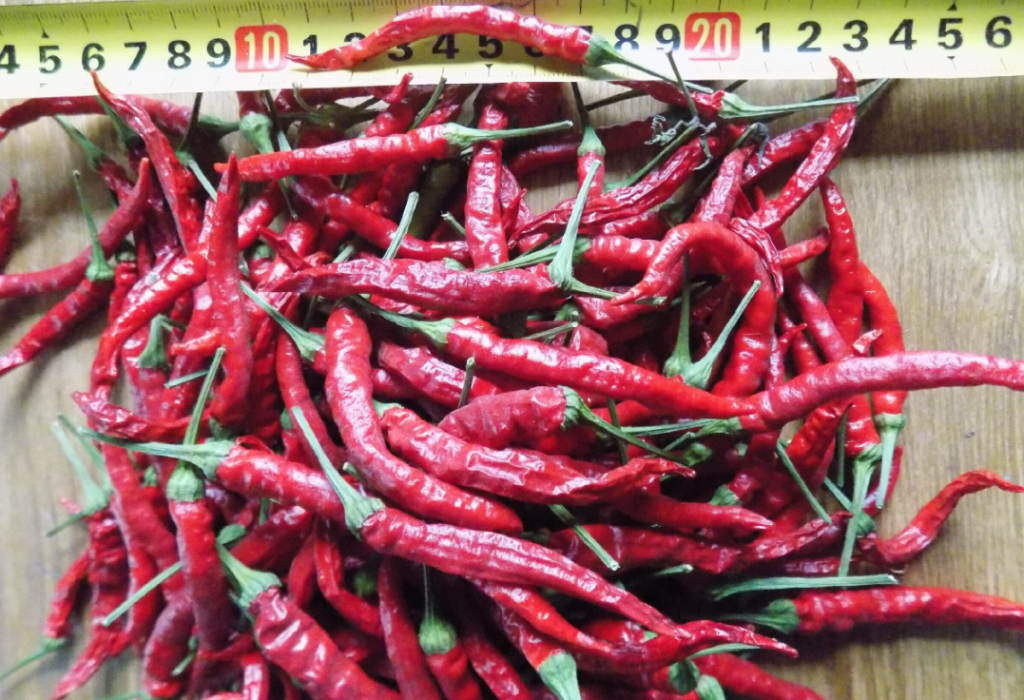 Нага Джолокия Тезпур_ннн.png