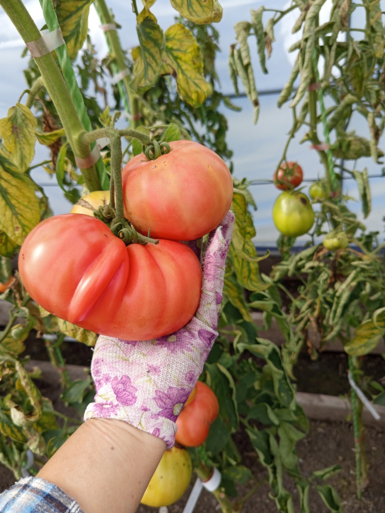 А это урожай _под занавес_.jpg А это урожай _под занавес_.jpg