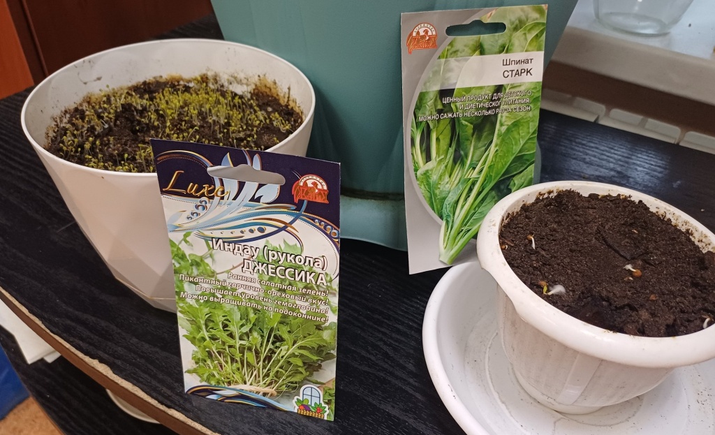 Руккола и шпинат.jpg