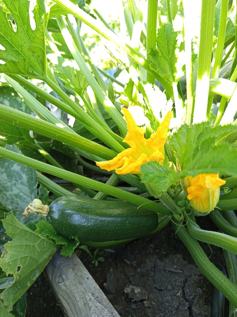 Молодые цуккини Цукеша, 2.jpg Молодые цуккини Цукеша, 2.jpg