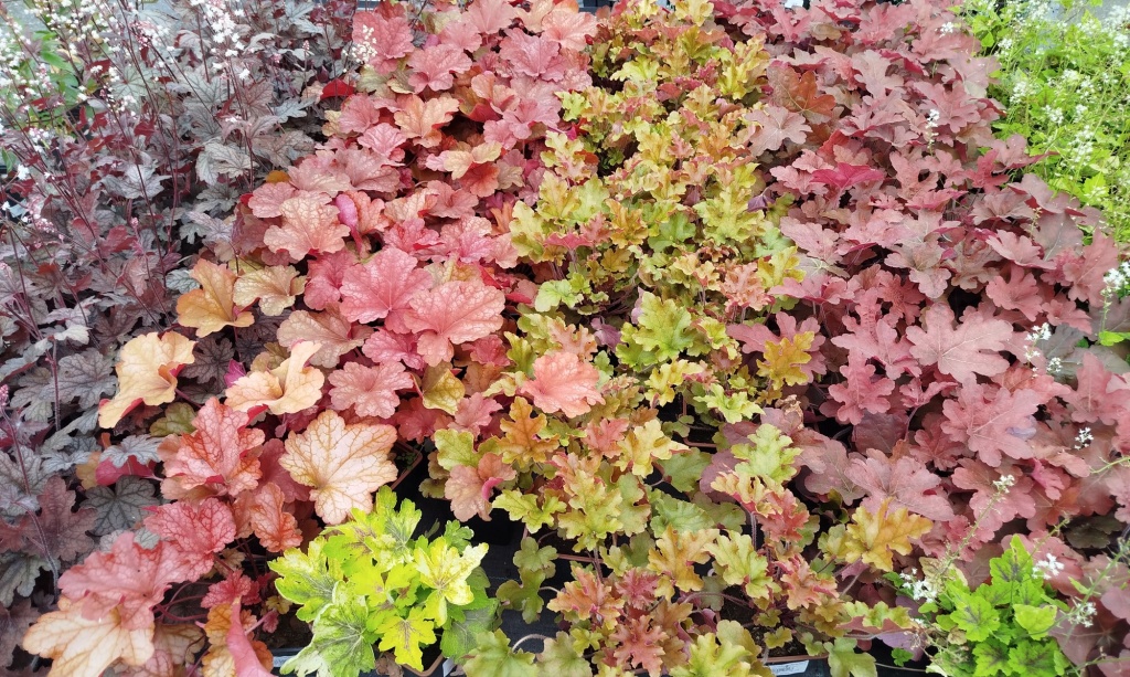 Гейхеры разных сортов.jpg