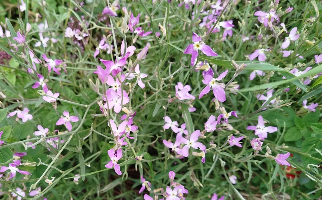 Маттиола двурогая лилово-розовая.jpg