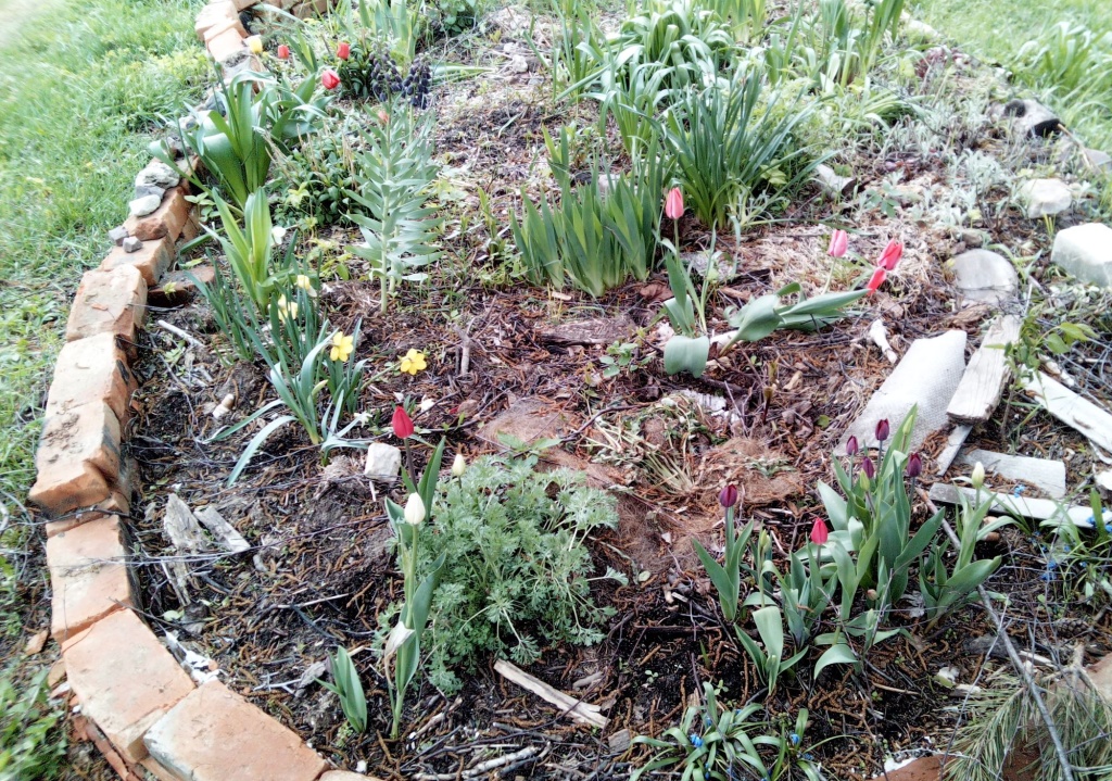 Малоуходный цветник.jpg Малоуходный цветник.jpg