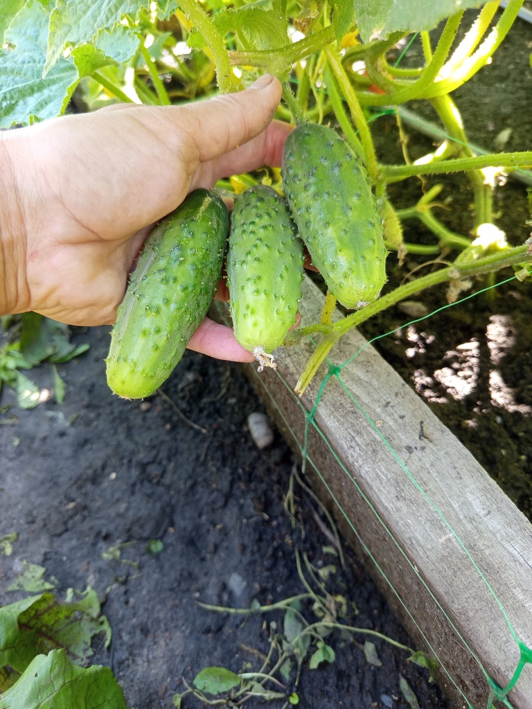 При выращивании на сетке огурцы абсолютно чистые.jpg