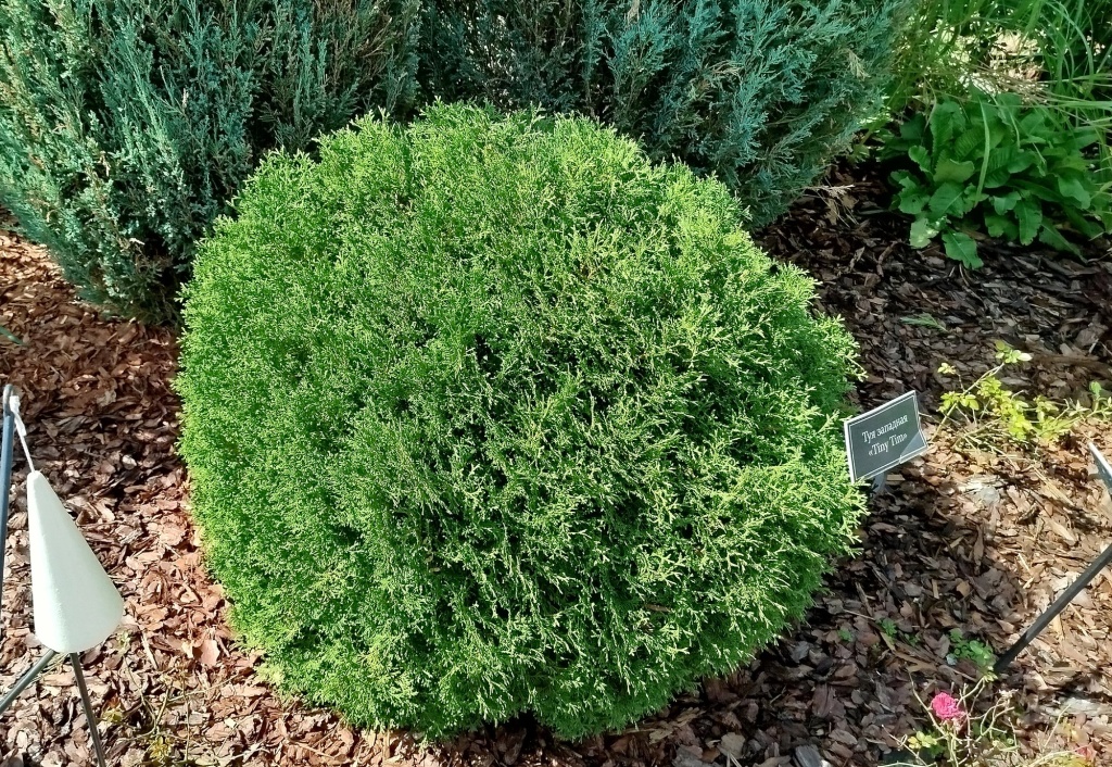 Туя западная Тини Тим.jpg