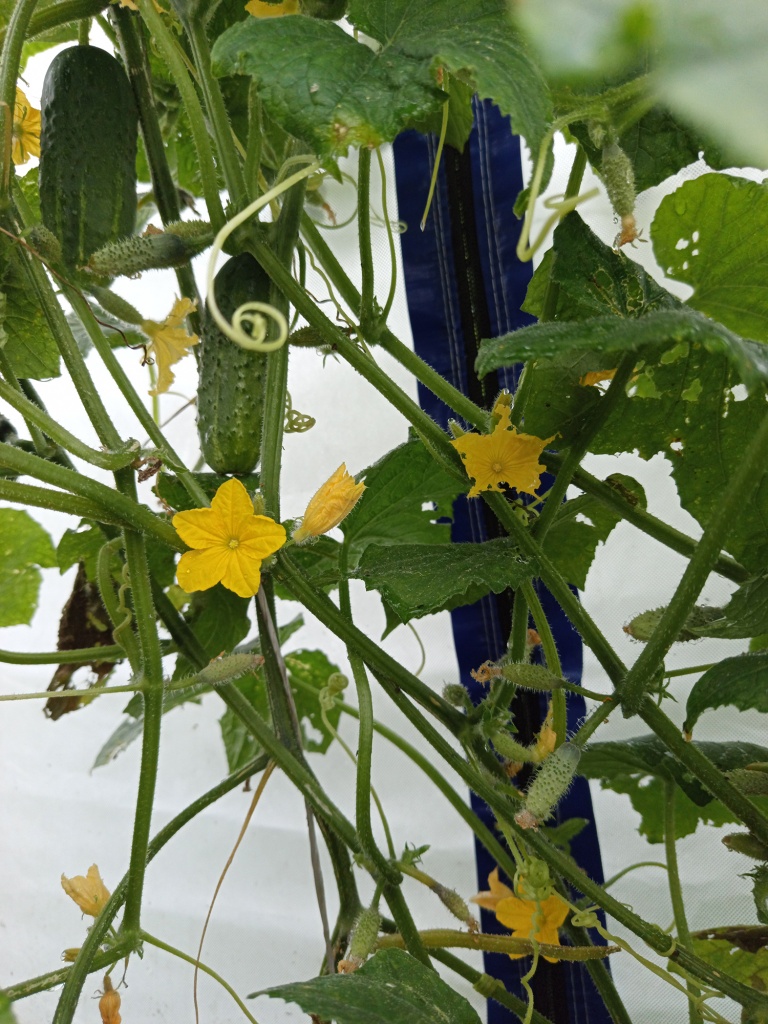 Один куст в теплице заменяет три.jpg Один куст в теплице заменяет три.jpg