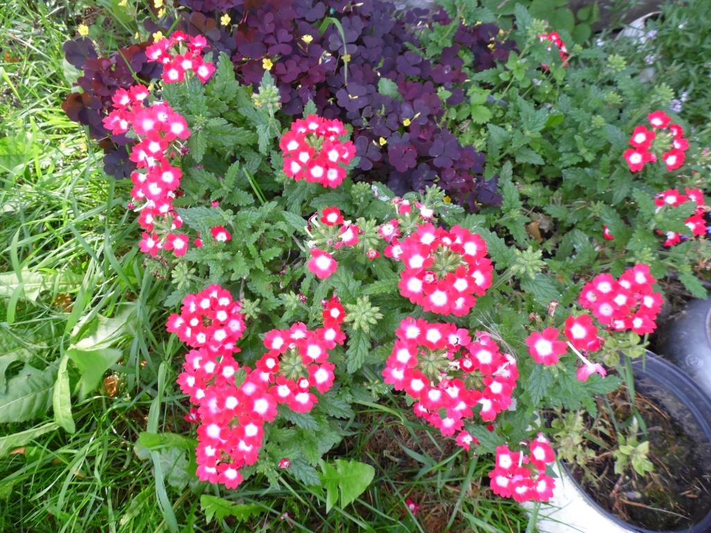 вербена (2).JPG