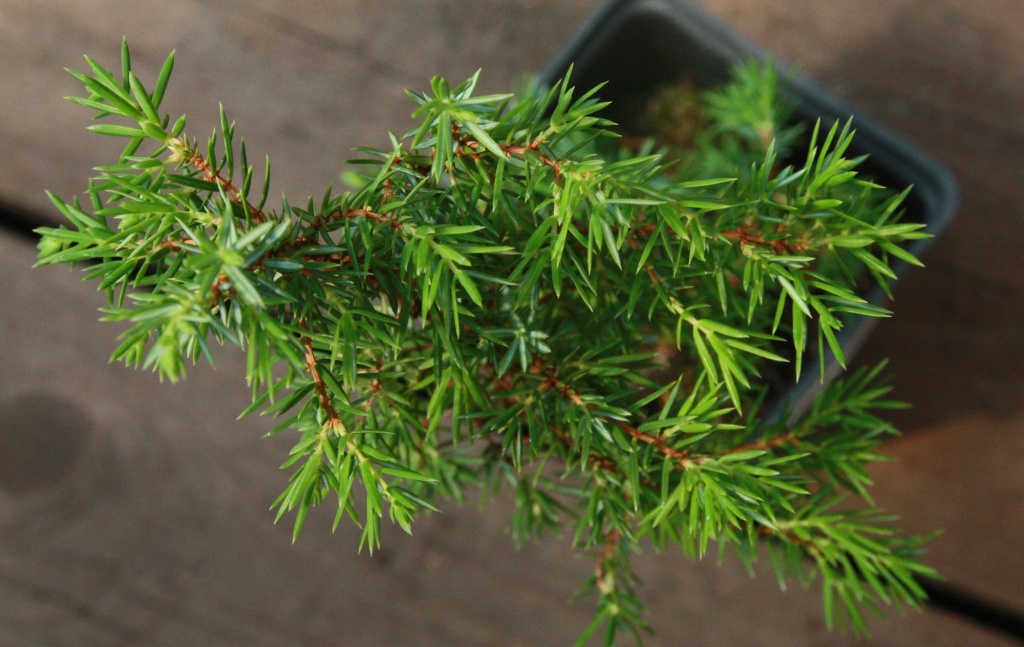 Можжевельник обыкновенный Хиберника.JPG