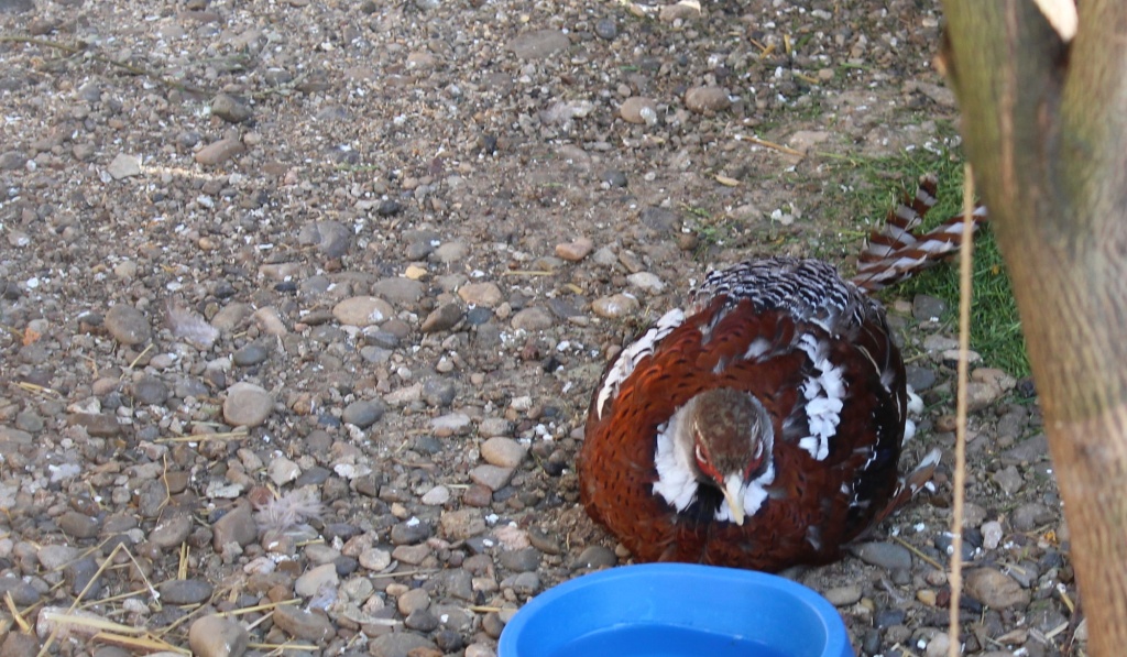 Пестрый фазан Эллиота.JPG