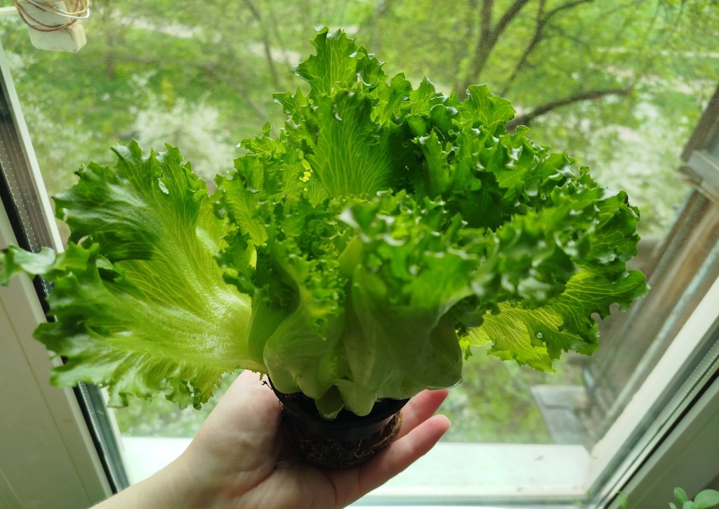 салат-латук Фриллис.jpg