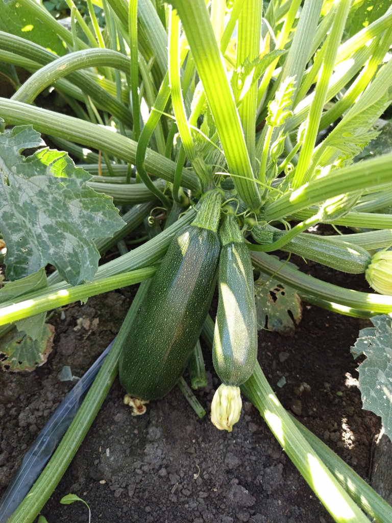 Плоды собираем регулярно.jpg Плоды собираем регулярно.jpg