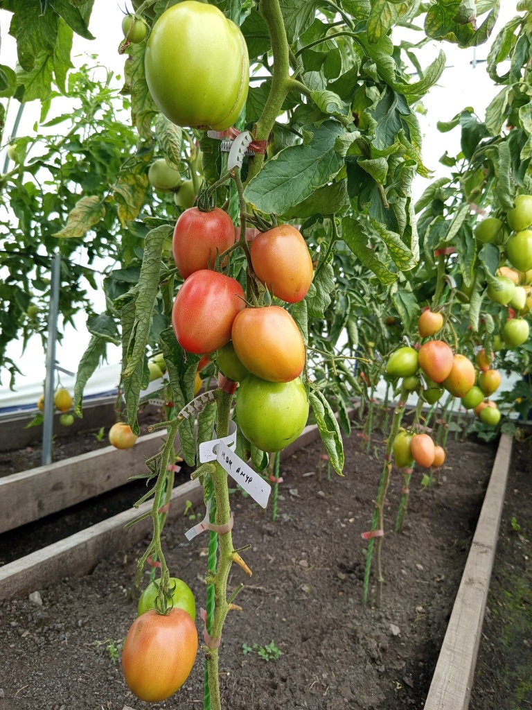 Плодовые кисти поддерживает кистедержатель Улитка.jpg