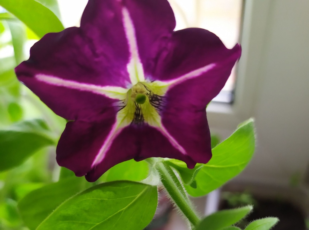 рассада зацвела.jpg