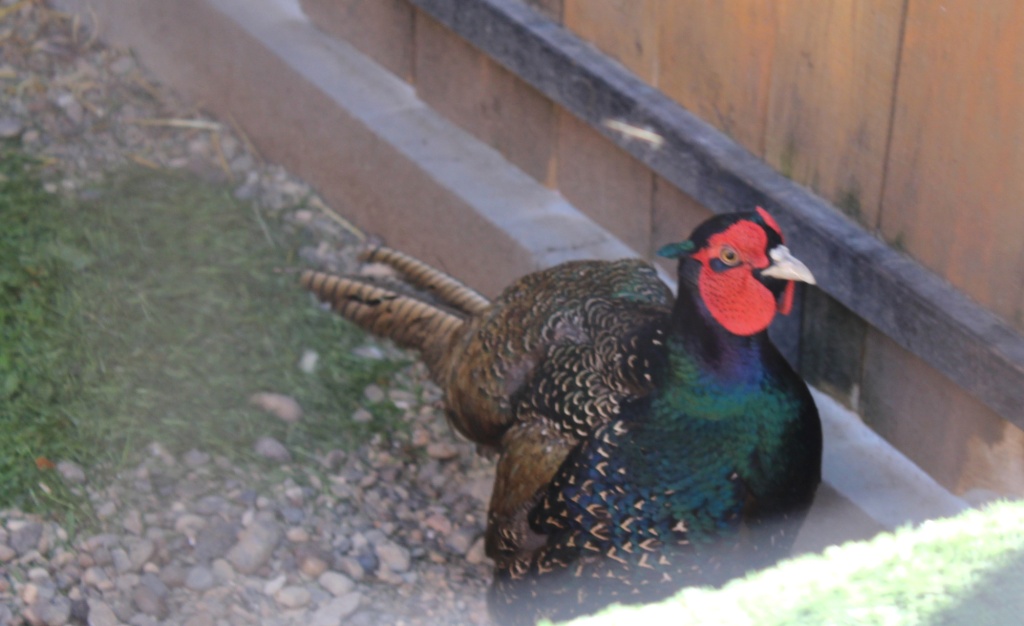 Румынский фазан.JPG