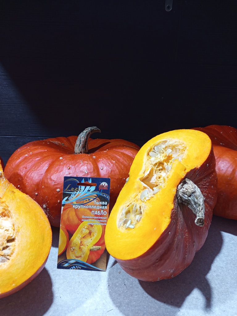 Тыква Пабло как будто сошла с картинки.jpg