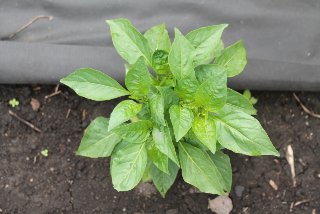 Лишь к началу июля растения _ожили_.JPG